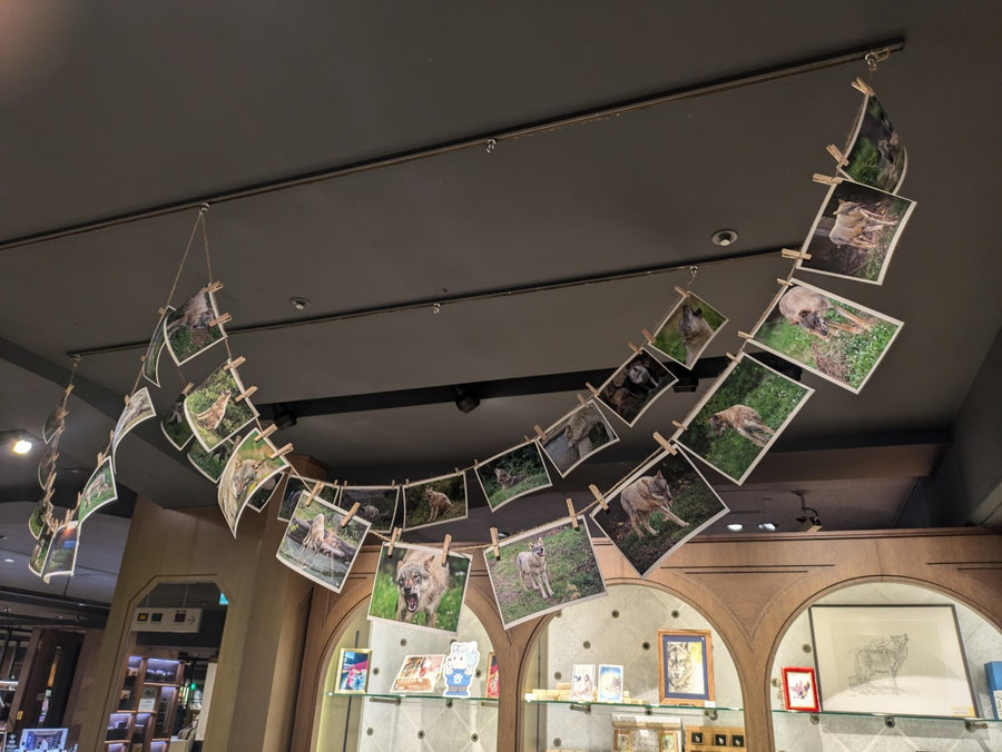 ギャラリー画像